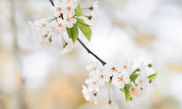 🌊 SAGARA-MUDRA-SAMADHI: THE KLESHA-LESS STILLNESS OF TRUTH | MASTER WOO MYUNG | SANTA CLARA MEDITATION