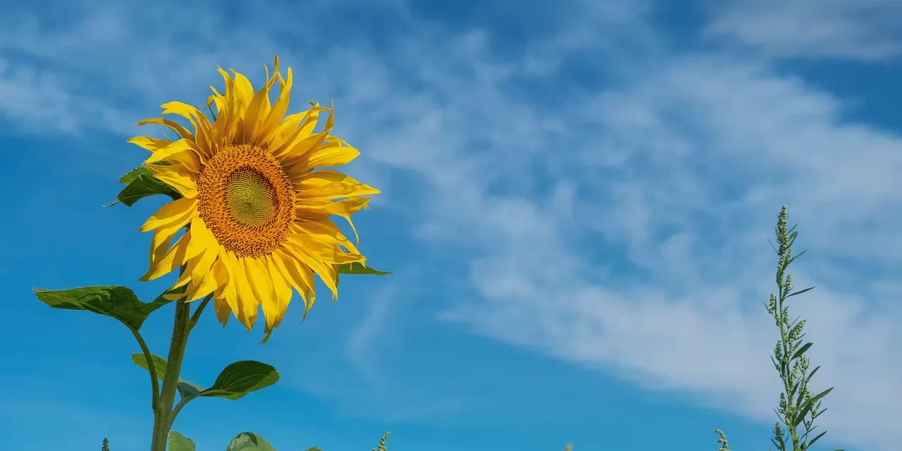 🔥 Sin: Karma, Habits, and the Original Mind | Master Woo Myung | Santa Clara Meditation