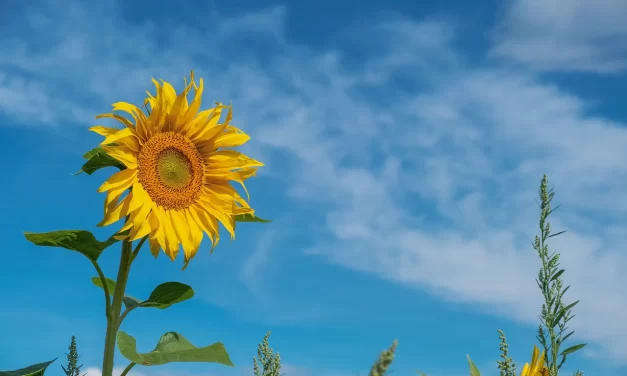 🔥 Sin: Karma, Habits, and the Original Mind | Master Woo Myung | Santa Clara Meditation