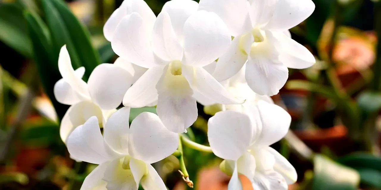 ☁️ When the Messiah Truly Comes: Understanding the Real Meaning of Christ and Salvation | Master Woo Myung | Santa Clara Meditation