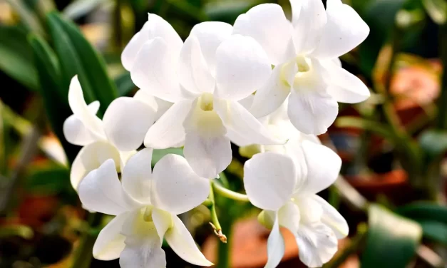 ☁️ When the Messiah Truly Comes: Understanding the Real Meaning of Christ and Salvation | Master Woo Myung | Santa Clara Meditation