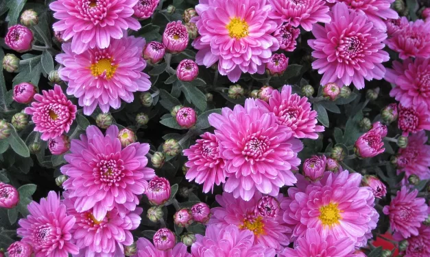 🌟 The Ordinary Is Extraordinary: The Ordinary Is the Greatest | Master Woo Myung | Santa Clara Meditation