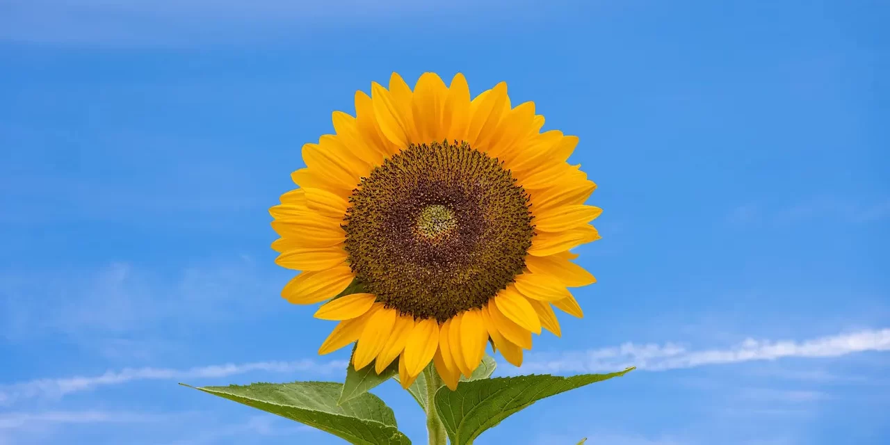 🌍 THE CREATION OF ALL THINGS: GOD, NATURE & UNIVERSAL HARMONY | MASTER WOO MYUNG | SANTA CLARA MEDITATION