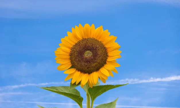 🌍 THE CREATION OF ALL THINGS: GOD, NATURE & UNIVERSAL HARMONY | MASTER WOO MYUNG | SANTA CLARA MEDITATION