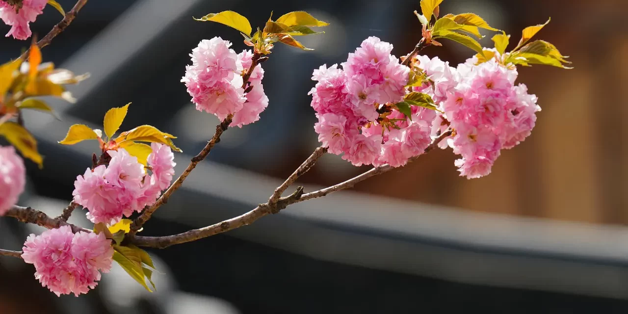 🗝️ How to Find Truth: Cleansing Karma and Habits to Be Reborn as the Source | Master Woo Myung | Santa Clara Meditation