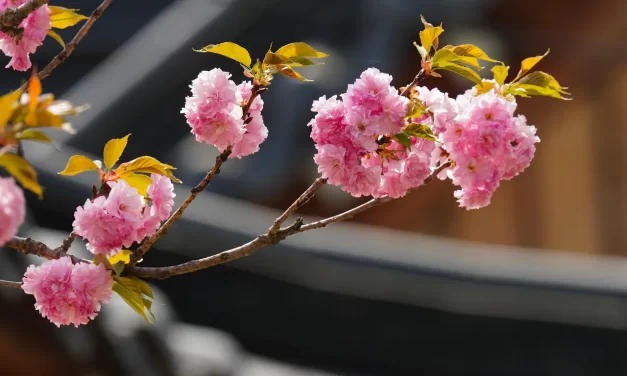 🗝️ How to Find Truth: Cleansing Karma and Habits to Be Reborn as the Source | Master Woo Myung | Santa Clara Meditation