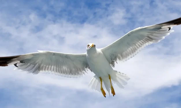 🌊 Everything Plays Out on Its Own: Understanding Cause and Karma | Master Woo Myung | Santa Clara Meditation