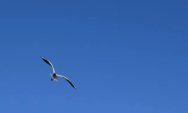 🌤️ Emptiness: Wind, Sorrow, and the Empty Sky | Master Woo Myung | Santa Clara Meditation