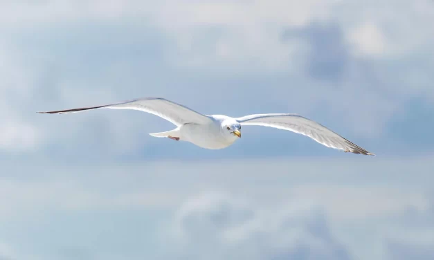 🌤️ A Sinner Cannot Go to Heaven: Understanding the False Mind and True Heaven | Master Woo Myung | Santa Clara Meditation