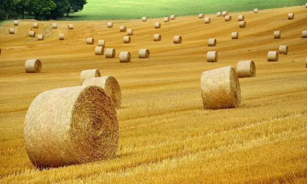 🌟 The Creation: Jung, Shin, and the Elements of Earth, Water, Fire, and Air | Master Woo Myung | Santa Clara Meditation