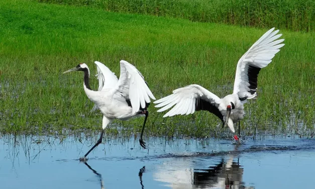 🌟 Instinct: Nature, Migration, and Truth | Master Woo Myung | Santa Clara Meditation