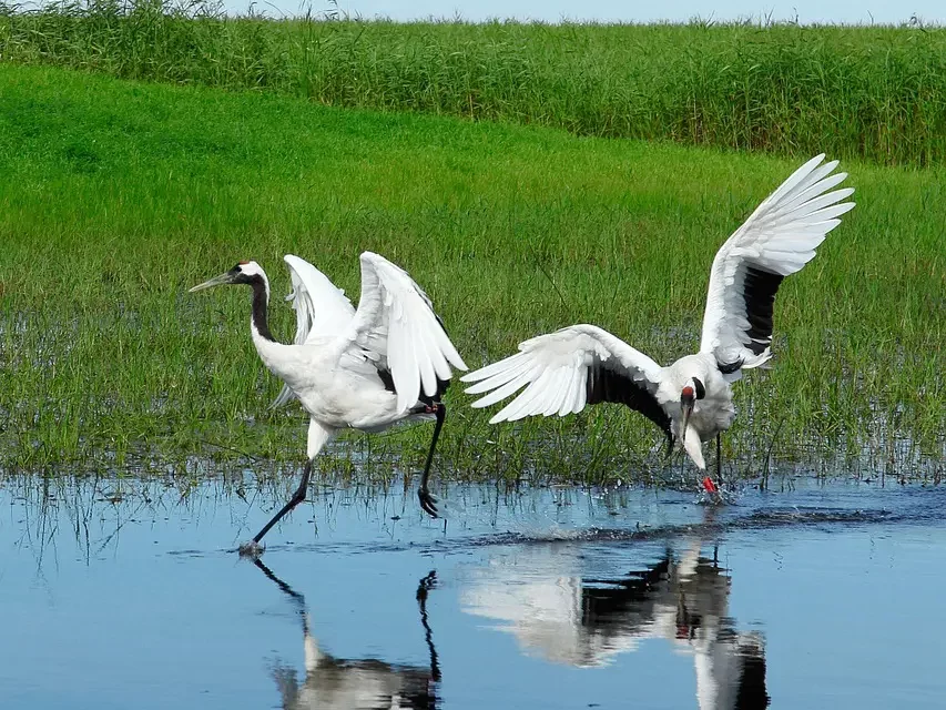 π Instinct: Nature, Migration, and Truth | Master Woo Myung | Santa Clara Meditation