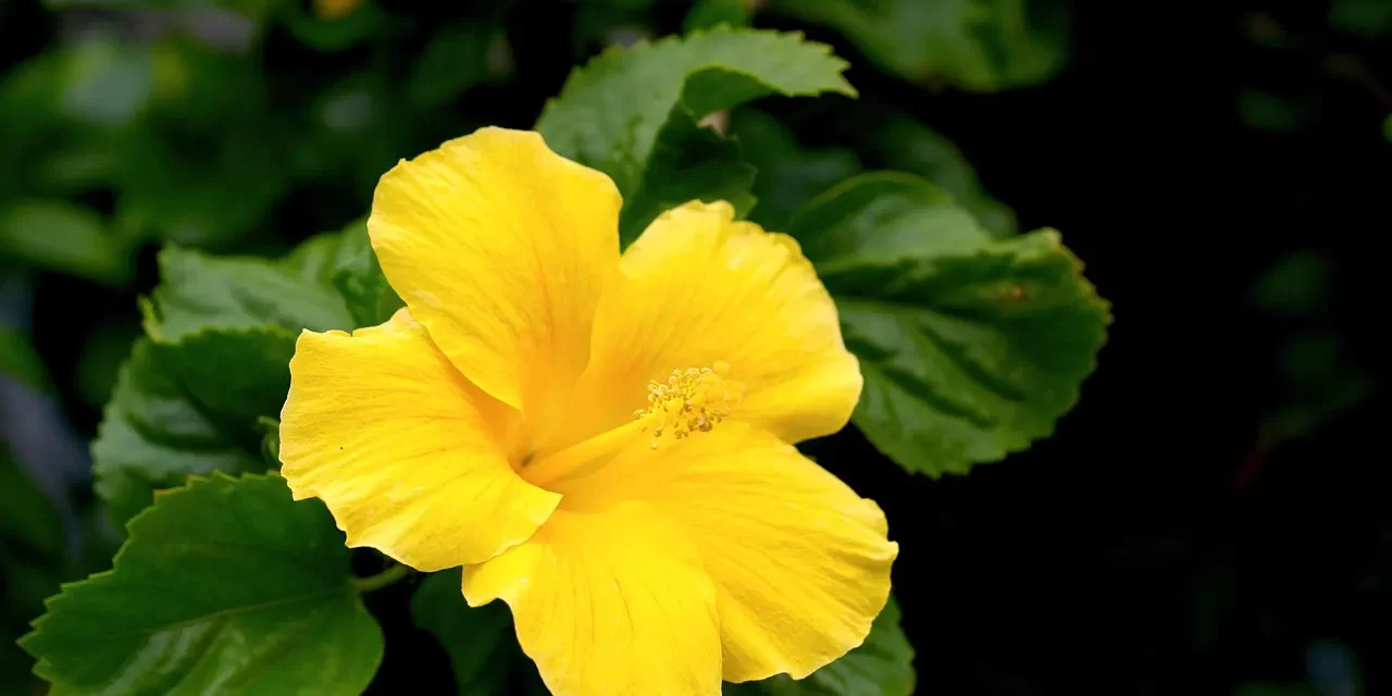 🌟 How to Be Absolved of Sin and Extinguish Karma: The Way of True Repentance | Master Woo Myung | Santa Clara Meditation