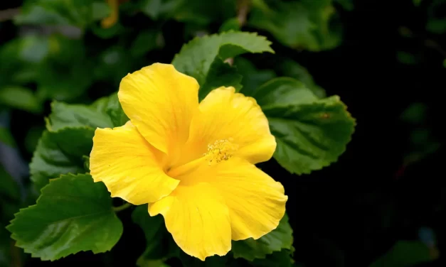 🌟 How to Be Absolved of Sin and Extinguish Karma: The Way of True Repentance | Master Woo Myung | Santa Clara Meditation