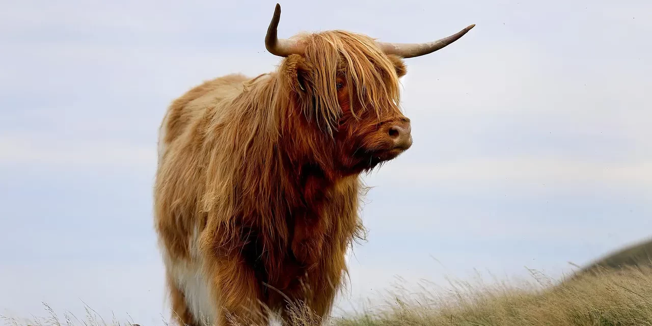 🌅 Dying Is Living and Living Is Dying: Parinirvana, Rebirth, and the True Self | Master Woo Myung | Santa Clara Meditation