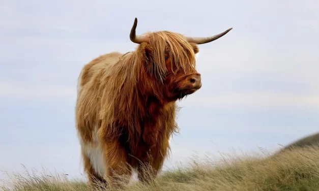 🌅 Dying Is Living and Living Is Dying: Parinirvana, Rebirth, and the True Self | Master Woo Myung | Santa Clara Meditation