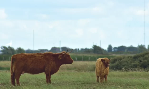 🌌 Even When They Are Told Again and Again, People Do Not Understand: Becoming the Mind of Truth | Master Woo Myung | Santa Clara Meditation