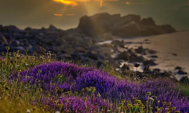 🌌 The Picture World and the True World: Illusion, Suffering, and Timeless Life | Master Woo Myung | Santa Clara Meditation