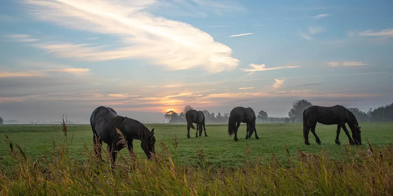 🌎✨ EARTH III: The Selfless and Eternal Nature of the Earth | MASTER WOO MYUNG | SANTA CLARA MEDITATION