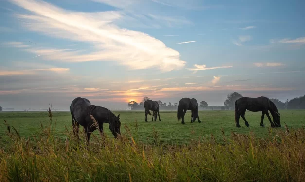 🌎✨ EARTH III: The Selfless and Eternal Nature of the Earth | MASTER WOO MYUNG | SANTA CLARA MEDITATION