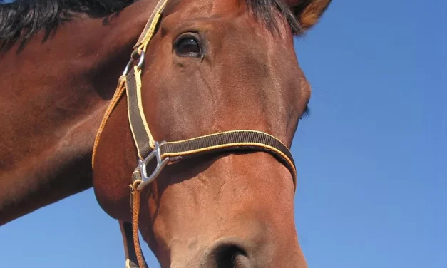 🌈 To the Living: Making This World True Paradise Together | Master Woo Myung | Santa Clara Meditation