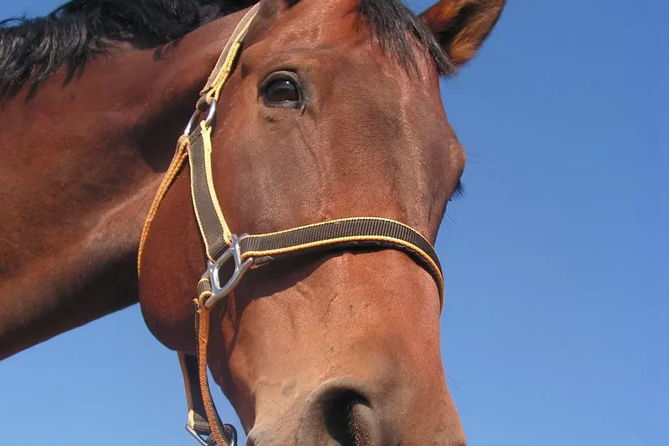 🌈 To the Living: Making This World True Paradise Together | Master Woo Myung | Santa Clara Meditation