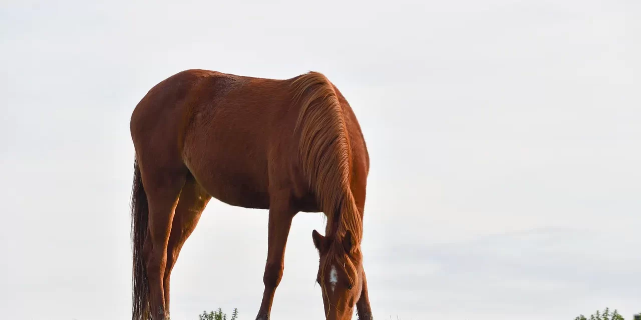 🕊️ Living by the Will of Truth: Letting the False Self Die | Master Woo Myung | Santa Clara Meditation