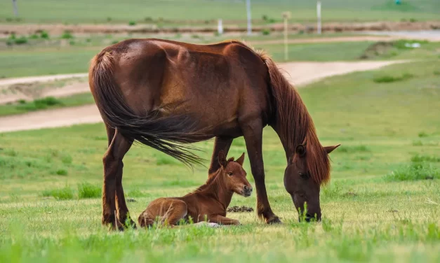 🌌 The God of One’s Delusions, Omnipotence & Omniscience | Master Woo Myung | Santa Clara Meditation