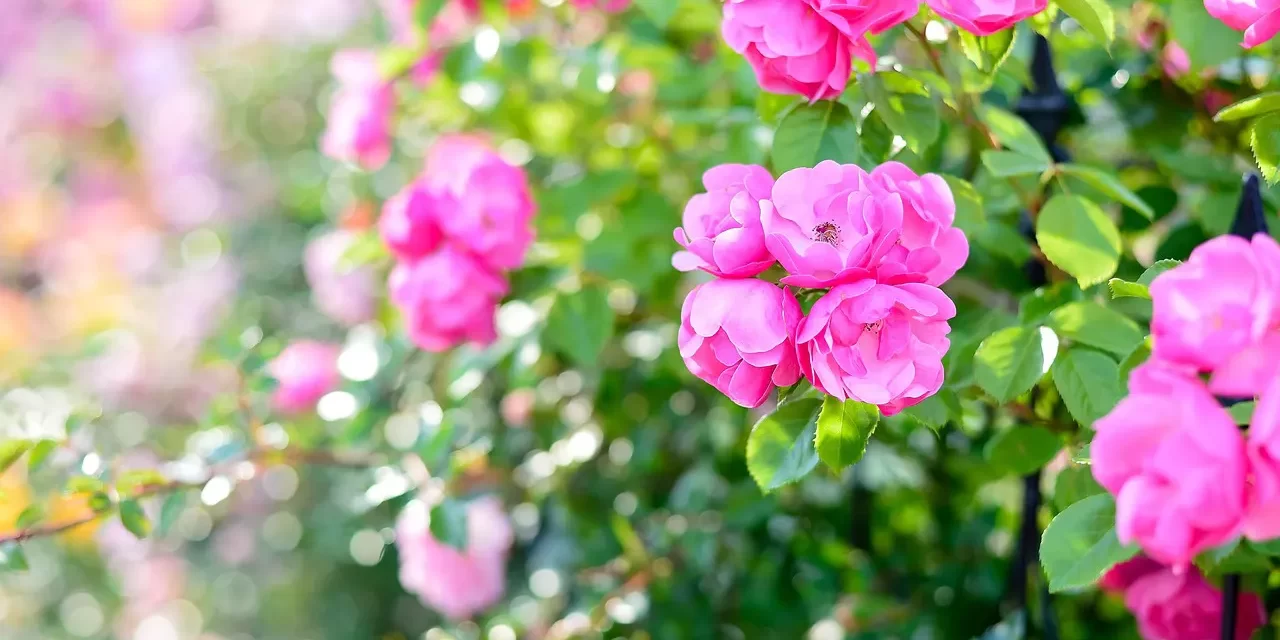 🌈 Let Us Go to Heaven While Living: Destroying the Mind World to Enter the True Heaven | Master Woo Myung | Santa Clara Meditation