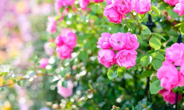 🌈 Let Us Go to Heaven While Living: Destroying the Mind World to Enter the True Heaven | Master Woo Myung | Santa Clara Meditation