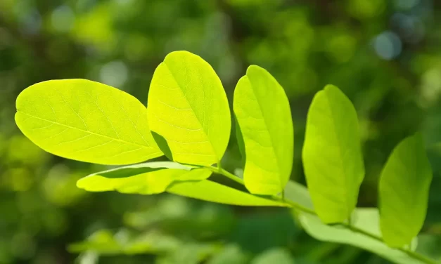 ✨ INNER EYES: Opening the Inner Eyes | MASTER WOO MYUNG | SANTA CLARA MEDITATION