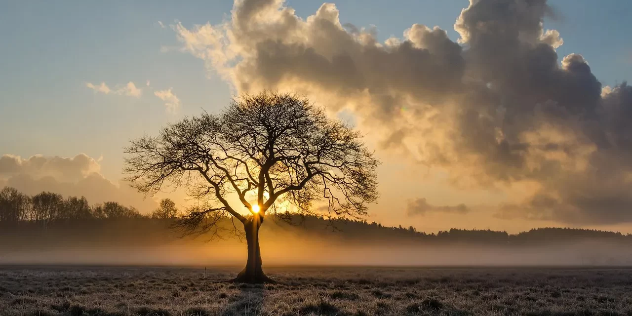 🌳TREE: The Stillness and Harmony of Natural Existence | MASTER WOO MYUNG | SANTA CLARA MEDITATION
