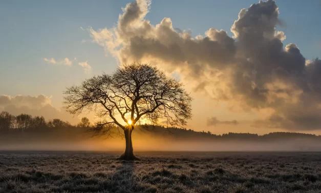🌳TREE: The Stillness and Harmony of Natural Existence | MASTER WOO MYUNG | SANTA CLARA MEDITATION