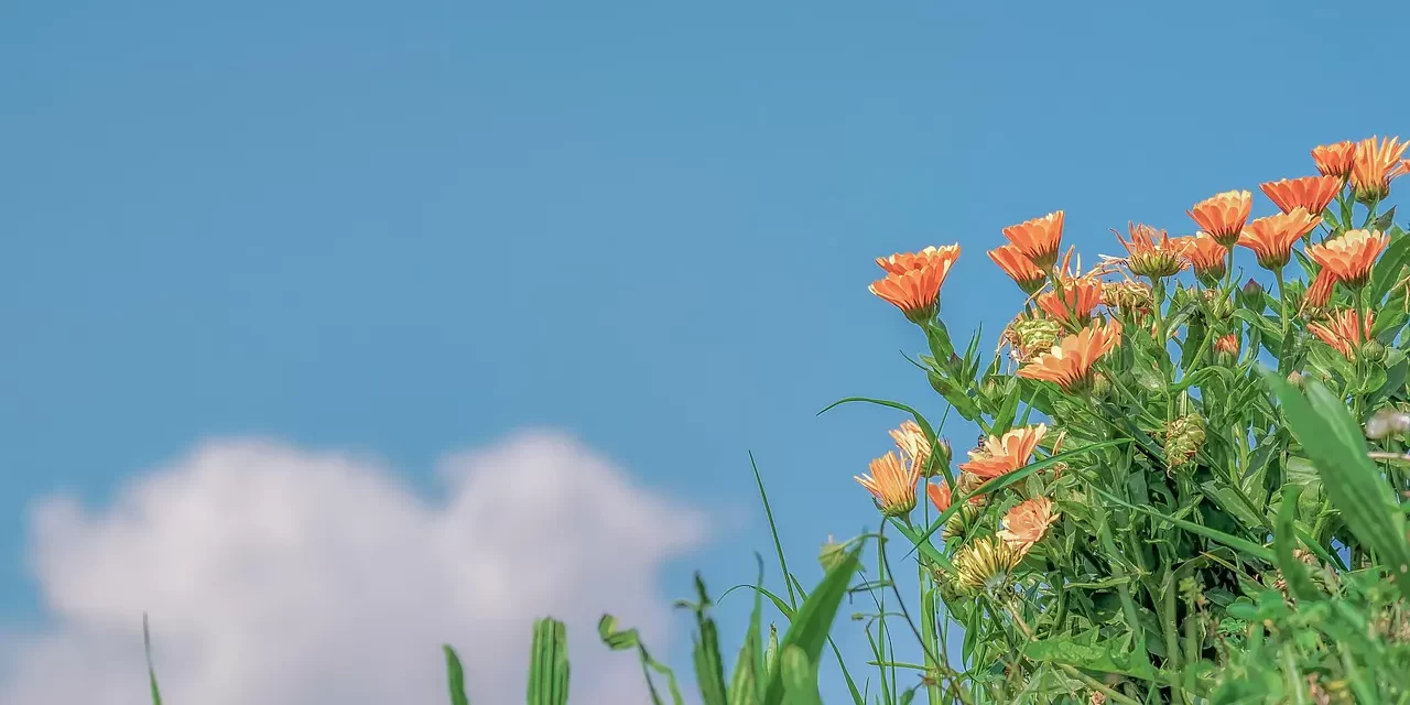 🌈 WHERE IS HEAVEN, THE LAND OF BLISS, AND PARADISE?: Heaven Exists Only in the Mind That Has Become Truth | MASTER WOO MYUNG | SANTA CLARA MEDITATION