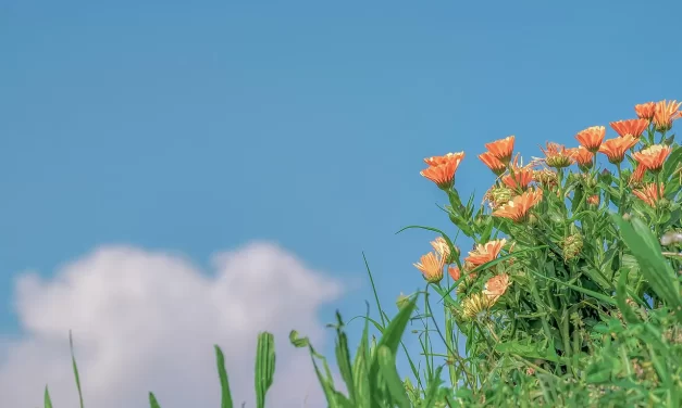 🌈 WHERE IS HEAVEN, THE LAND OF BLISS, AND PARADISE?: Heaven Exists Only in the Mind That Has Become Truth | MASTER WOO MYUNG | SANTA CLARA MEDITATION