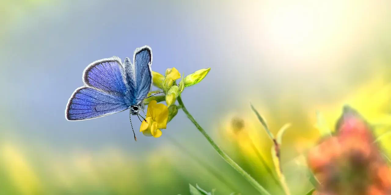 🌟 Eternal Life for the Consciousness of the Whole: Rebirth as Jung and Shin of Truth | Master Woo Myung | Santa Clara Meditation