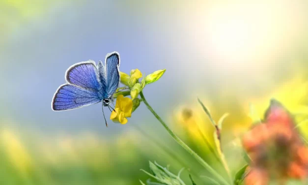 🌟 Eternal Life for the Consciousness of the Whole: Rebirth as Jung and Shin of Truth | Master Woo Myung | Santa Clara Meditation