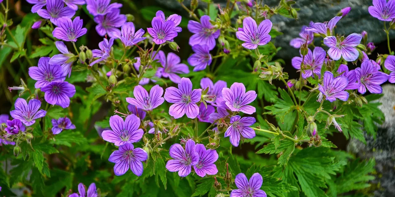 🌍 The Time Has Come for the Whole of Mankind to Be Born as One and Live: Becoming Truth Beyond Religion | Master Woo Myung | Santa Clara Meditation