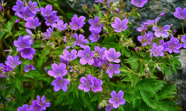 🌍 The Time Has Come for the Whole of Mankind to Be Born as One and Live: Becoming Truth Beyond Religion | Master Woo Myung | Santa Clara Meditation