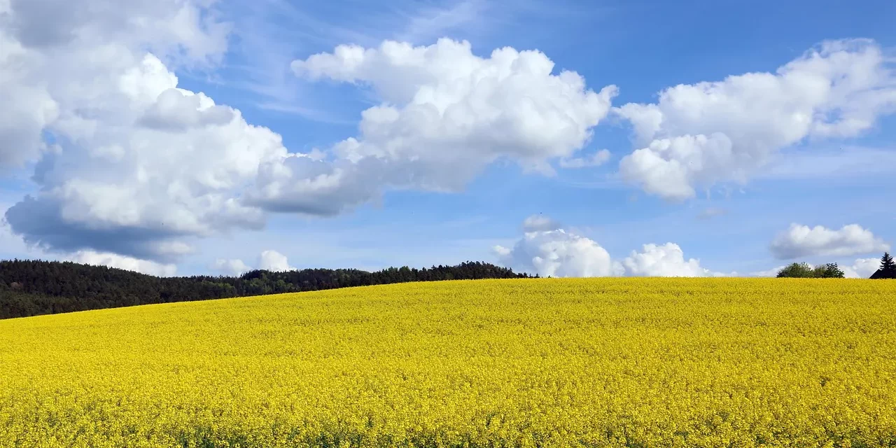 ✨ Salvation Is Not Your Self Living | Master Woo Myung | Santa Clara Meditation