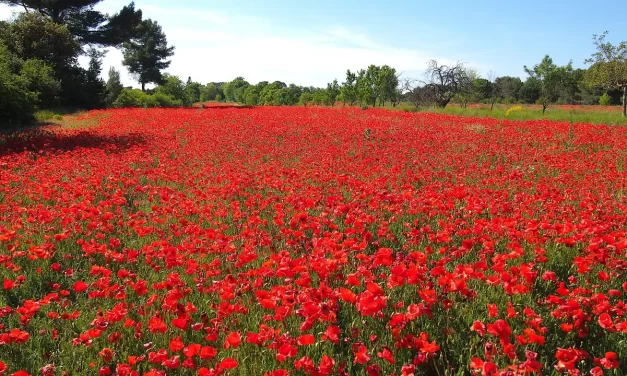 🌌 The Will of the Universe: Living as One with Heaven | Master Woo Myung | Santa Clara Meditation