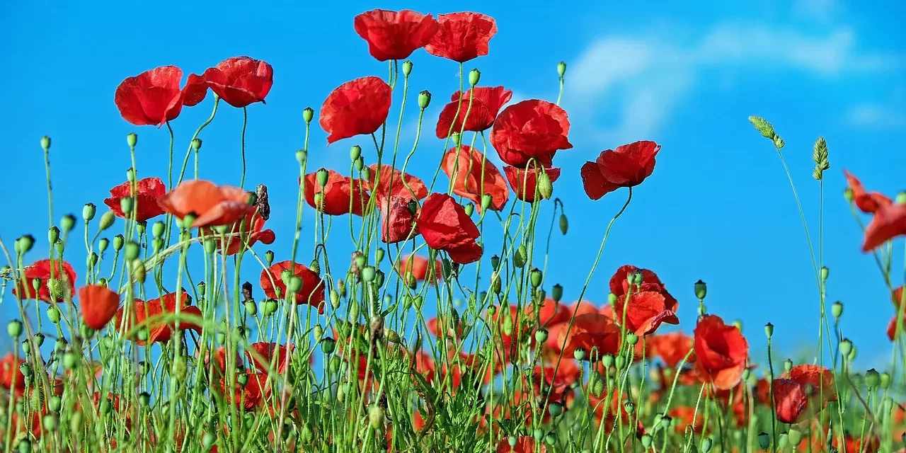 🛤️ How to Overcome Trials: Winning Without Fighting | Master Woo Myung | Santa Clara Meditation