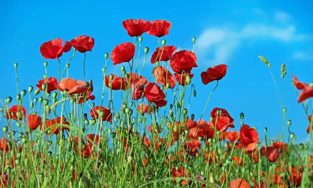 🛤️ How to Overcome Trials: Winning Without Fighting | Master Woo Myung | Santa Clara Meditation