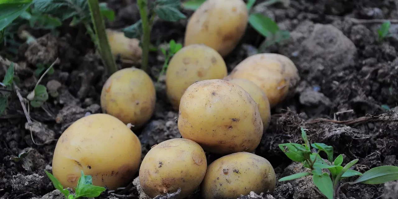 🌟 WHEN THE EXISTENCE OF TRUTH COMES AS A HUMAN: Only Truth Can Create Truth, and Only Then Can Humans Become Truth | MASTER WOO MYUNG | SANTA CLARA MEDITATION