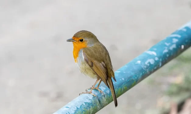 🔗 Oneness: Living as the Whole of Truth in Eternal Heaven | Master Woo Myung | Santa Clara Meditation