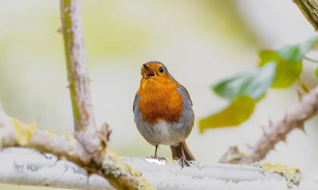 🔍 IF IT IS NOT TRUTH AND REAL, IT IS FALSE: BECOMING COMPLETE | MASTER WOO MYUNG | SANTA CLARA MEDITATION