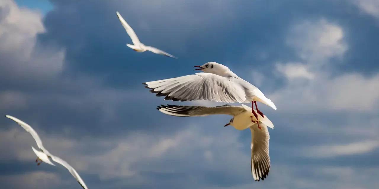 🌱 You Should Not Pursue Truth in Order to Gain | Master Woo Myung | Santa Clara Meditation