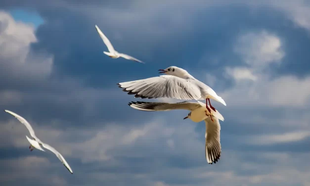 🌱 You Should Not Pursue Truth in Order to Gain | Master Woo Myung | Santa Clara Meditation