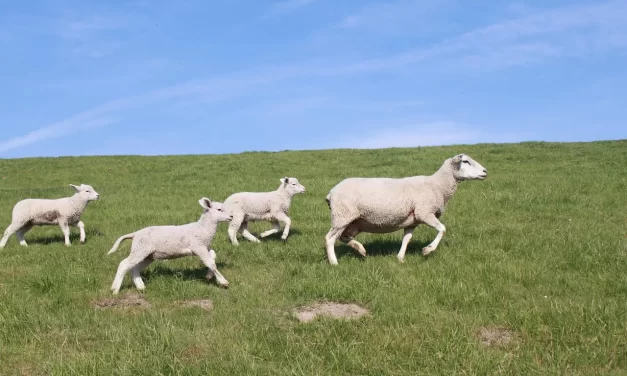 🌟 It Is Impossible to Know a Person from His Outward Appearance: Seeing the Inner Mind of Truth | Master Woo Myung | Santa Clara Meditation