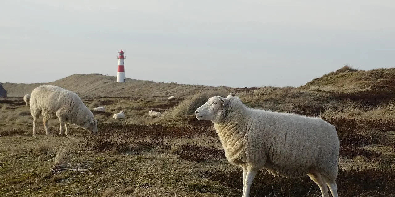 🌿 Human Completion Is to Be Absolved of One’s Sins: Becoming Truth | Master Woo Myung | Santa Clara Meditation
